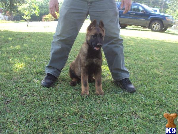 Puppies in GA